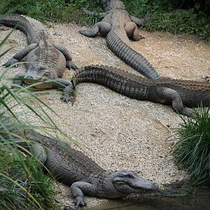 American alligators