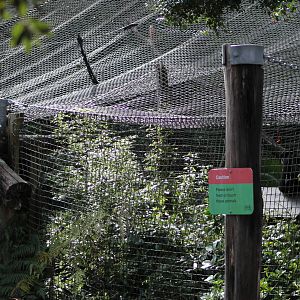 siamang cage