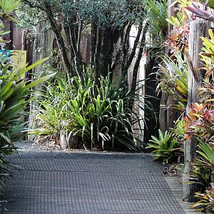 bromeliad walk