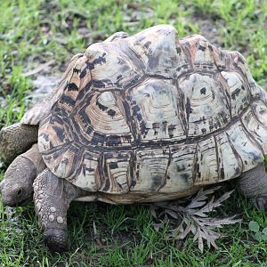 leopard tortoise (Geochelone pardalis)