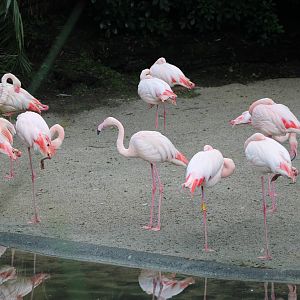 greater flamingo flock