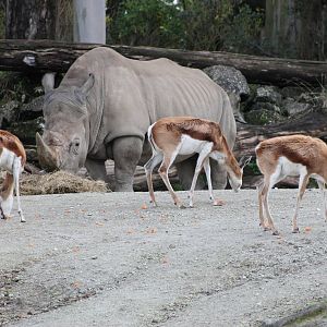 white rhino and springbok