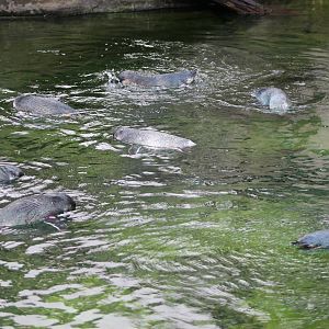 little blue penguins (Eudyptula minor)