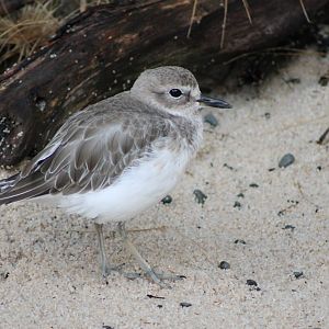 New Zealand dotterel (Charadrius obscurus)