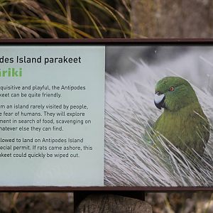 Antipodes Island parakeet signage