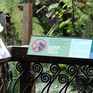 NZ pigeon (Hemiphaga novaeseelandiae)