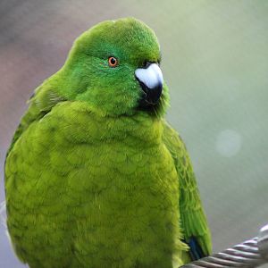 Antipodes Island parakeet (Cyanoramphus unicolor)