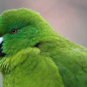Antipodes Island parakeet (Cyanoramphus unicolor)
