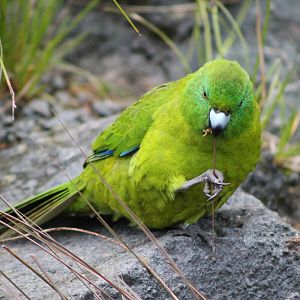 Antipodes Island parakeet (Cyanoramphus unicolor)