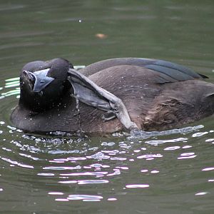 male NZ scaup (Aythya novaeseelandiae)