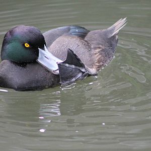 male NZ scaup (Aythya novaeseelandiae)