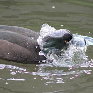 male NZ scaup (Aythya novaeseelandiae)