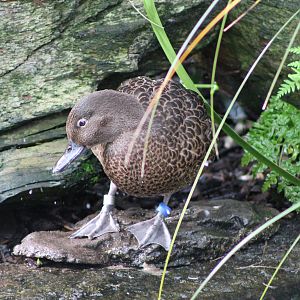 NZ brown teal (Anas chlorotis)