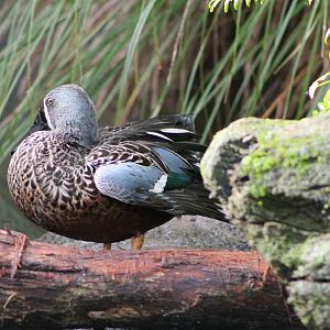NZ shoveller (Anas rhynchotis variegata)