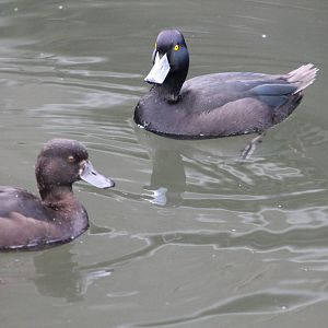 pair of NZ scaup (Aythya novaeseelandiae)