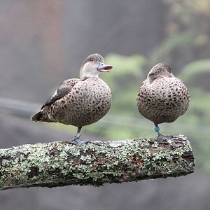 grey teal (Anas gracilis)