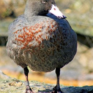 New Zealand blue duck; Arundel; 27th May 2013