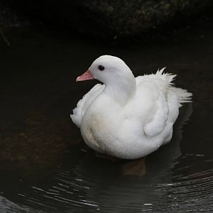 White Mandarin Duck?