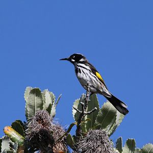 New Holland Honeyeater