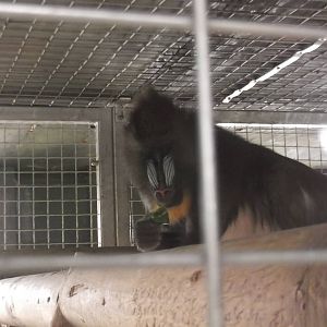 mandrill in house
