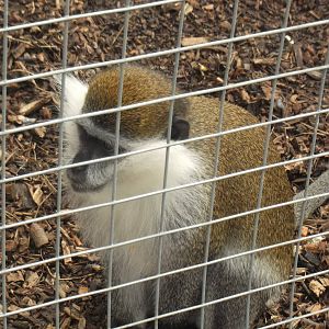 vervet monkey