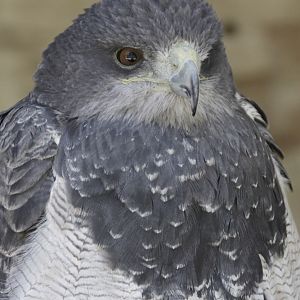 Black Chested Buzzard Eagle (Geranoaetus melanoleucus)