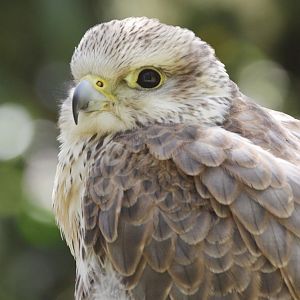 Saker Falcon (Falco cherrug)
