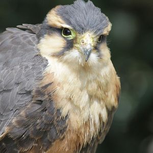 Aplomado Falcon (Falco femoralis)