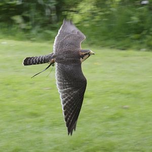 Aplomado Falcon (Falco femoralis)