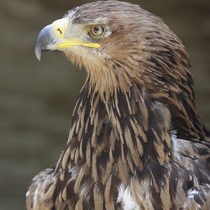 North African Tawny Eagle (Aquila rapax belisarius)