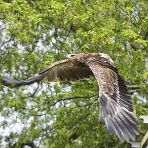 North African Tawny Eagle (Aquila rapax belisarius)