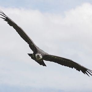 Ruppells Vulture (Gyps rueppellii)