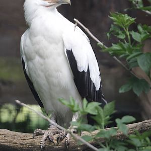 Palmnut Vulture (Gypohierax angolensis)