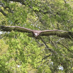 African Hooded Vulture (Necrosyrtes monachus)