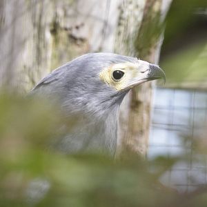 African Harrier Hawk