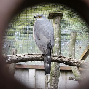 African Goshawk (Accipiter tachiro)