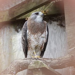 Swainsons Hawk (Buteo swainsoni)