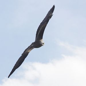 European Black Kite