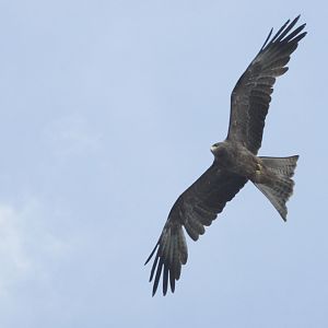 Yellow-billed Kite (Milvus aegyptius)