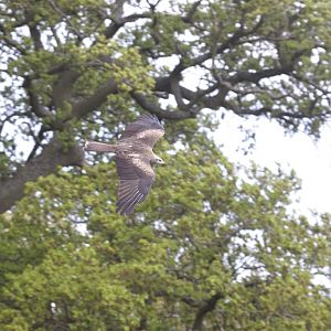 European Black Kite