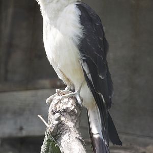 Yellow Headed Caracara (Milvago chimachima)