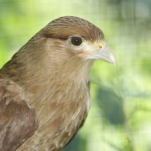 Chimango Caracara (Milvago chimango)