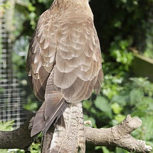 Chimango Caracara (Milvago chimango)