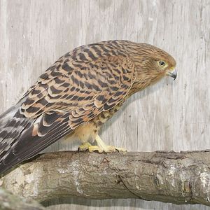 White-eyed Kestrel (Falco rupicoloides) female