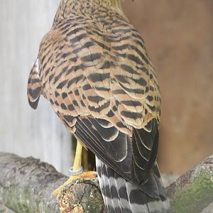 White-eyed Kestrel (Falco rupicoloides) male