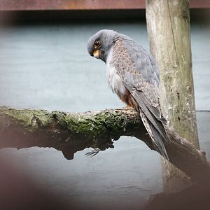 Western Red Footed Falcon