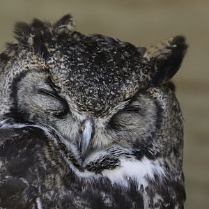 Great Horned Owl (Bubo virginianus)