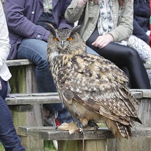 European Eagle Owl (Bubo bubo)