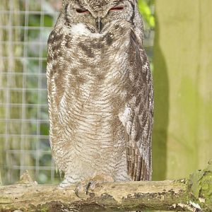 Vermiculated Owl (Bubo cinerascens)