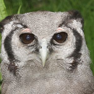 Milky Eagle Owl (Bubo lacteus)